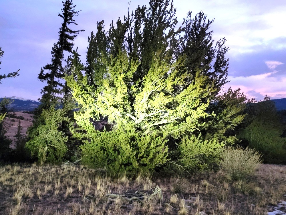 99 Hackney Lane Como, CO 80456 - Photo 20 of 49 a plant view