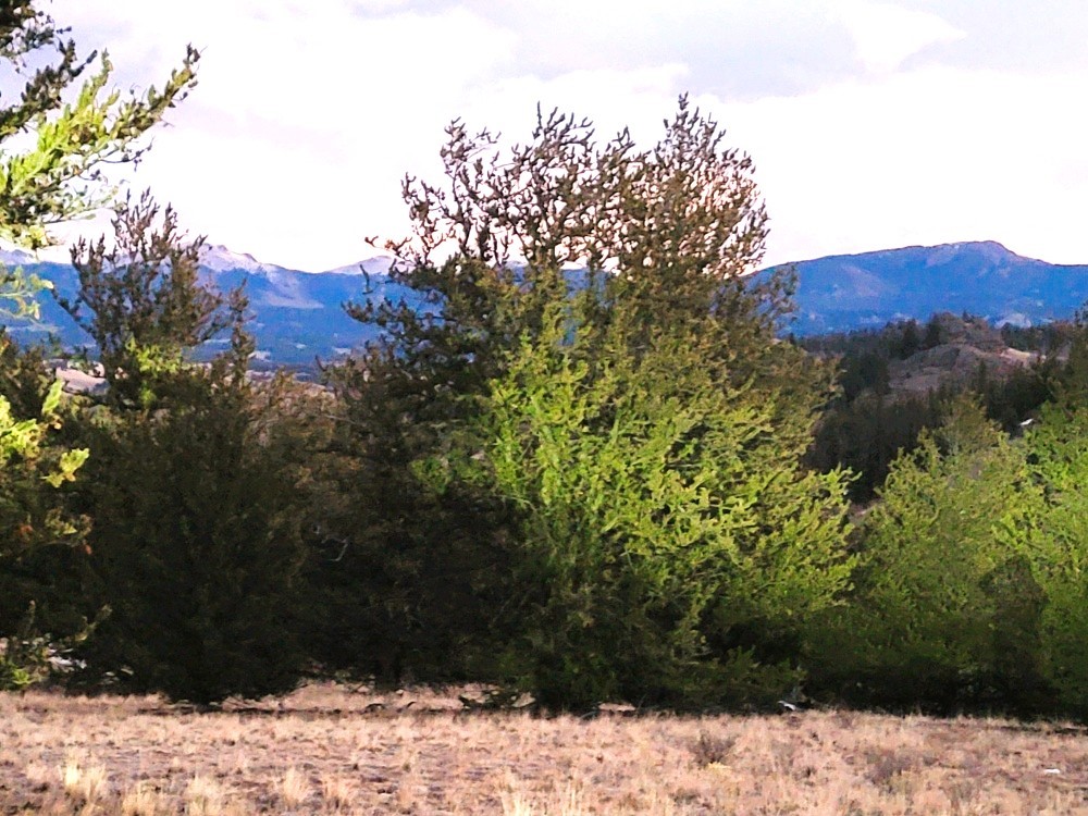 99 Hackney Lane Como, CO 80456 - Photo 22 of 49 a view of a yard