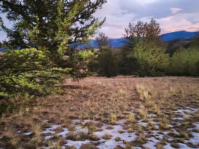 a view of a dry yard with lots of bushes