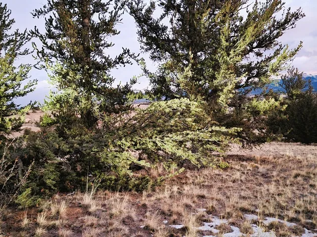 a view of mountains in middle of forest
