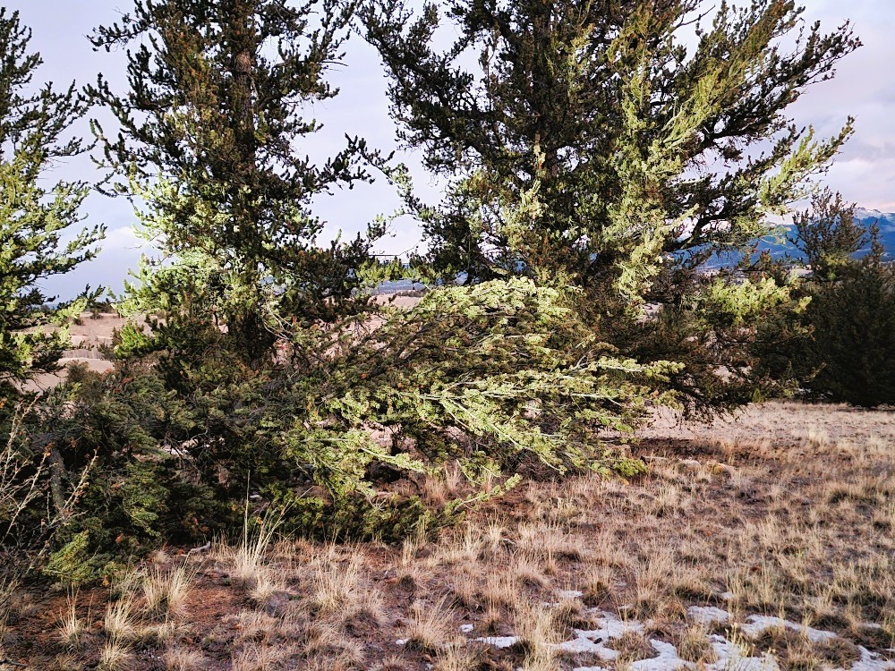 99 Hackney Lane Como, CO 80456 - Photo 24 of 49 a view of a tree