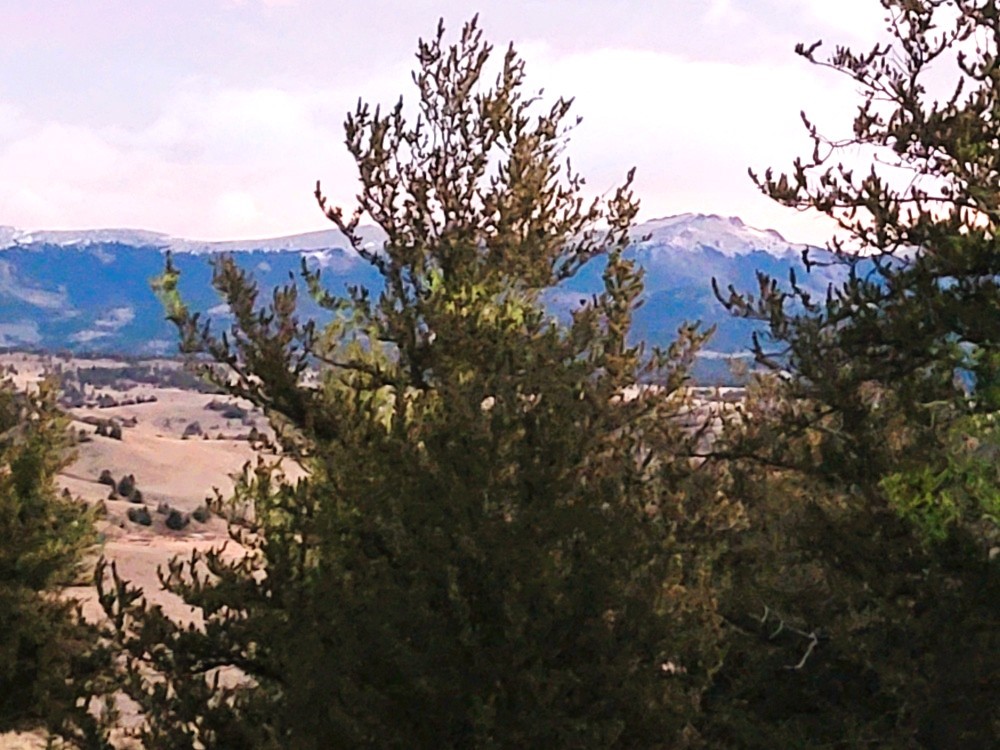 99 Hackney Lane Como, CO 80456 - Photo 25 of 49 a view of a dry yard with lots of bushes