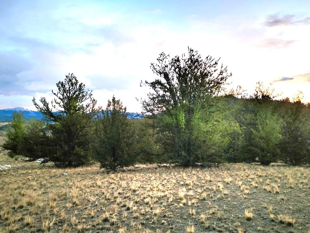 99 Hackney Lane Como, CO 80456 - Photo 29 of 49 a view of a yard covered in snow