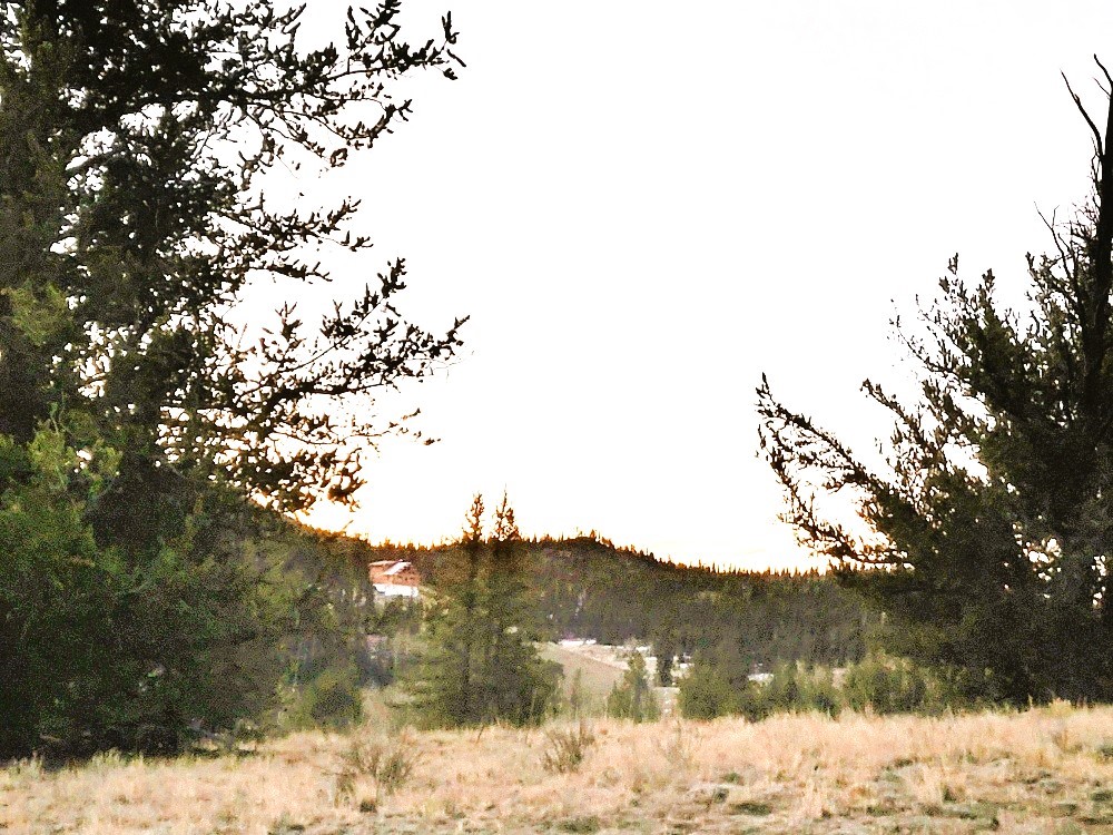 99 Hackney Lane Como, CO 80456 - Photo 32 of 49 a view of a yard with a tree