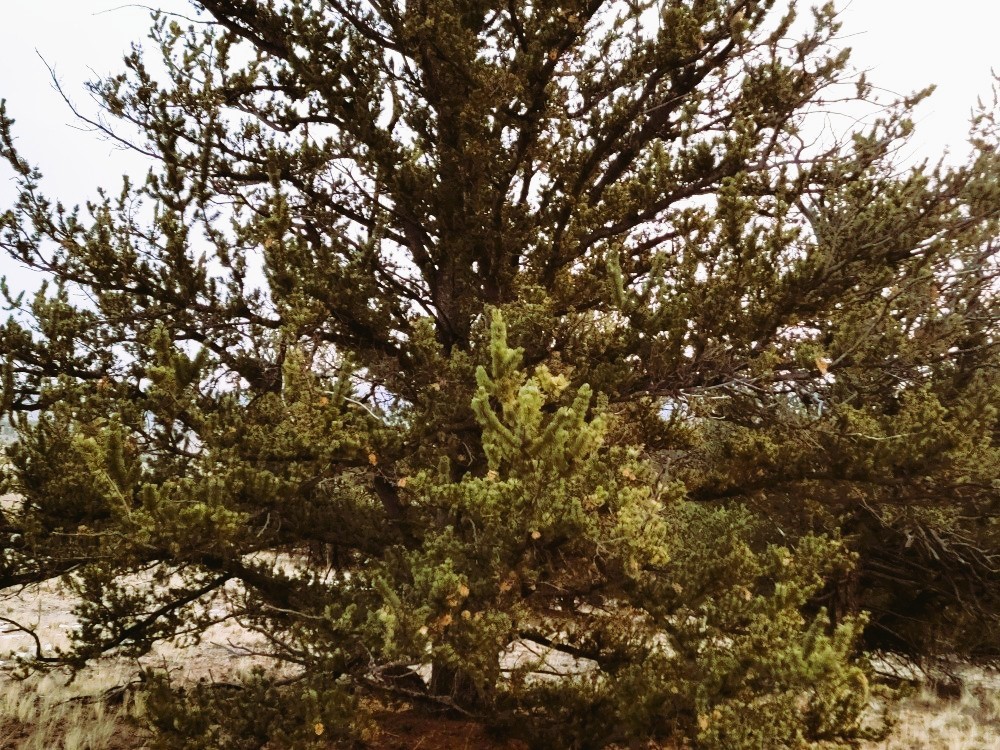99 Hackney Lane Como, CO 80456 - Photo 40 of 49 a view of tree