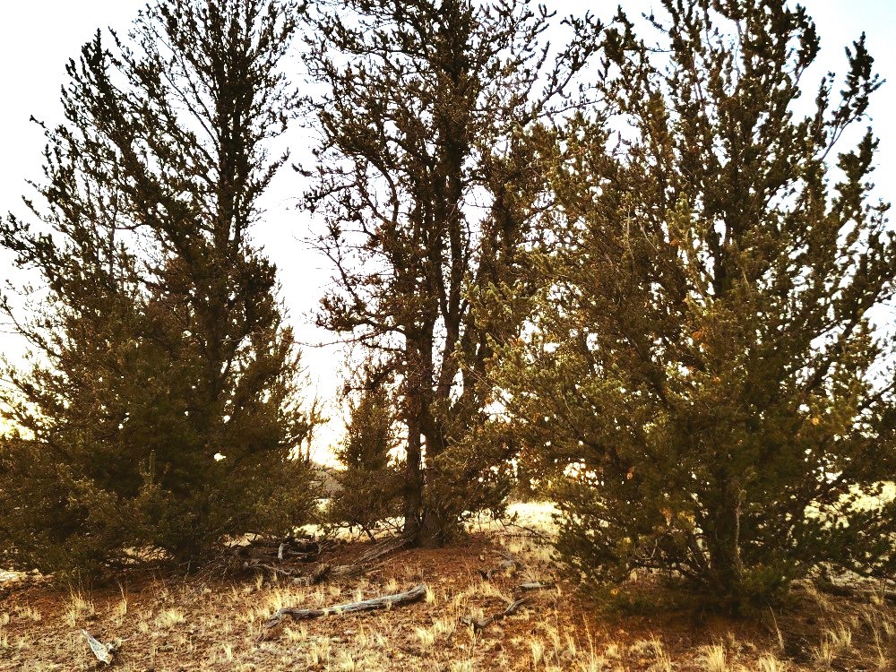 99 Hackney Lane Como, CO 80456 - Photo 41 of 49 a picture of tree