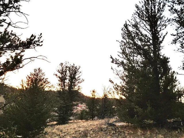 a view of a yard with a tree