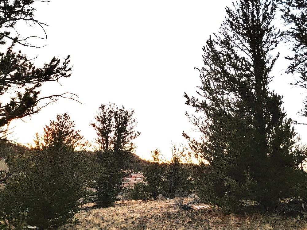 99 Hackney Lane Como, CO 80456 - Photo 42 of 49 a view of a tree