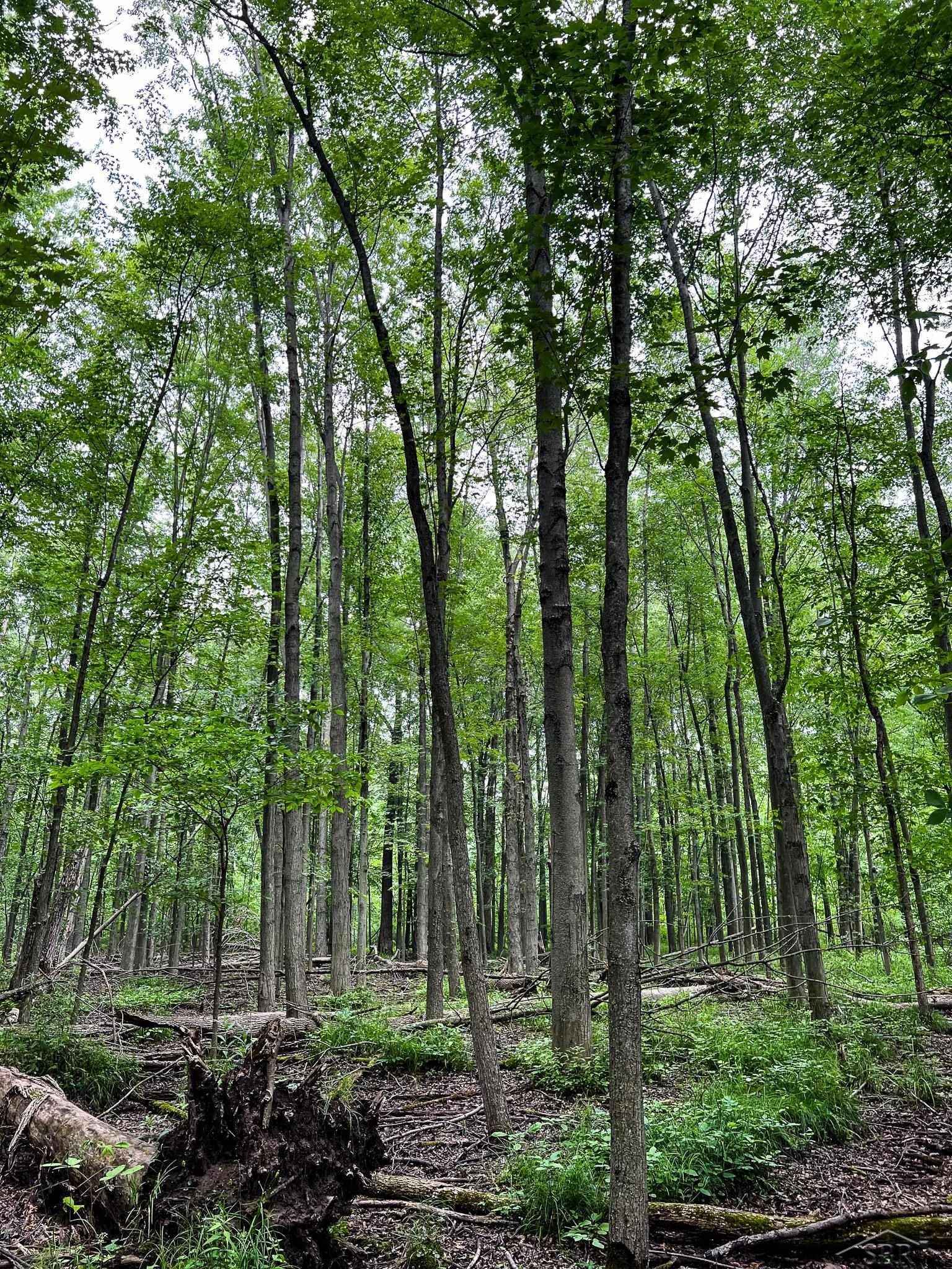 V/l East Bevens Road Caro, MI 48723 - Photo 23 of 41