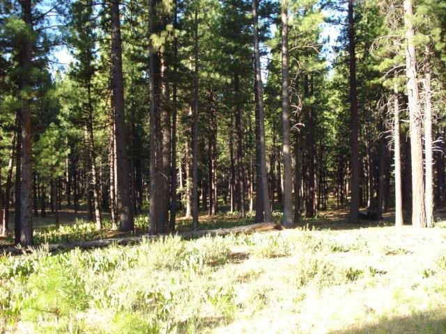 405 Main Street Calpine, CA 96124 - Photo 7 of 12 Gallery Image 7