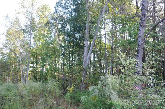 a view of a lush green forest