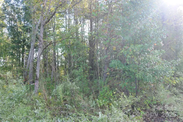 a view of a lush green forest