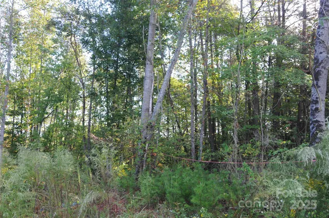 a view of a forest with trees in the background