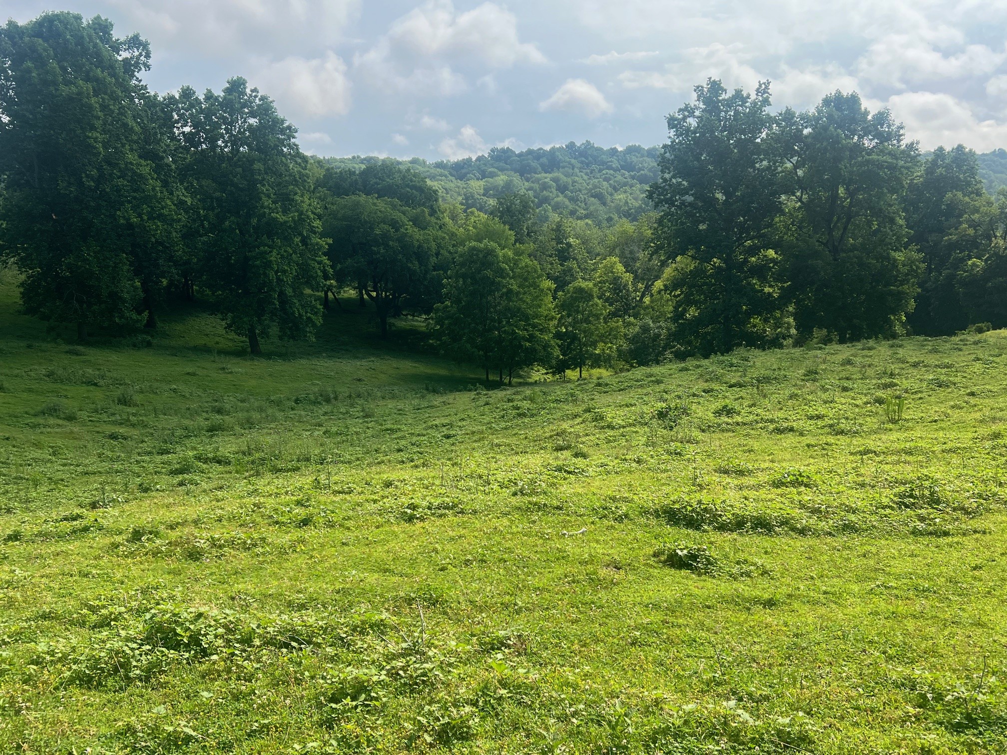 0 Beech Hill Road Pulaski, TN 38478 - Photo 11 of 28