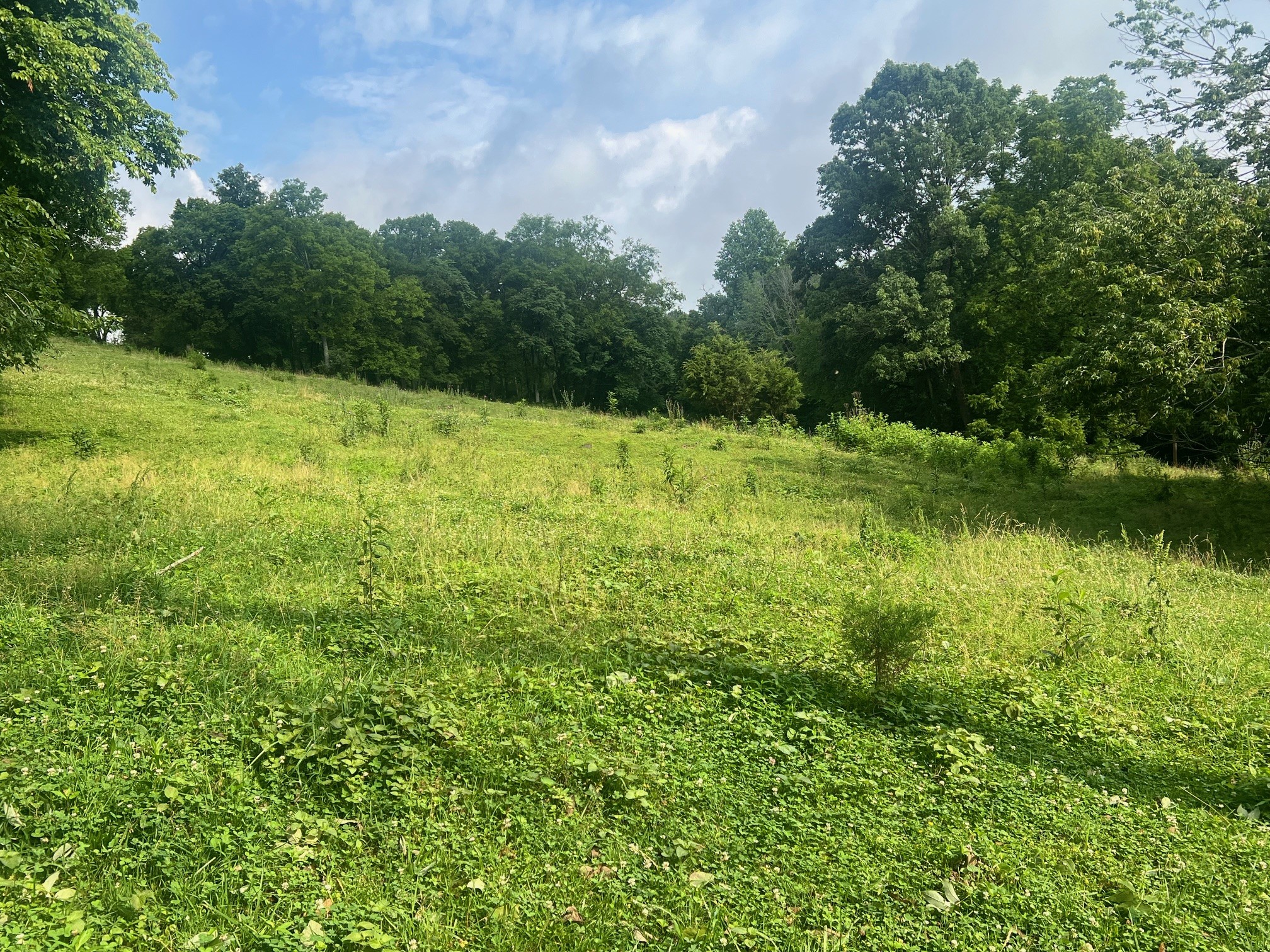 0 Beech Hill Road Pulaski, TN 38478 - Photo 16 of 28