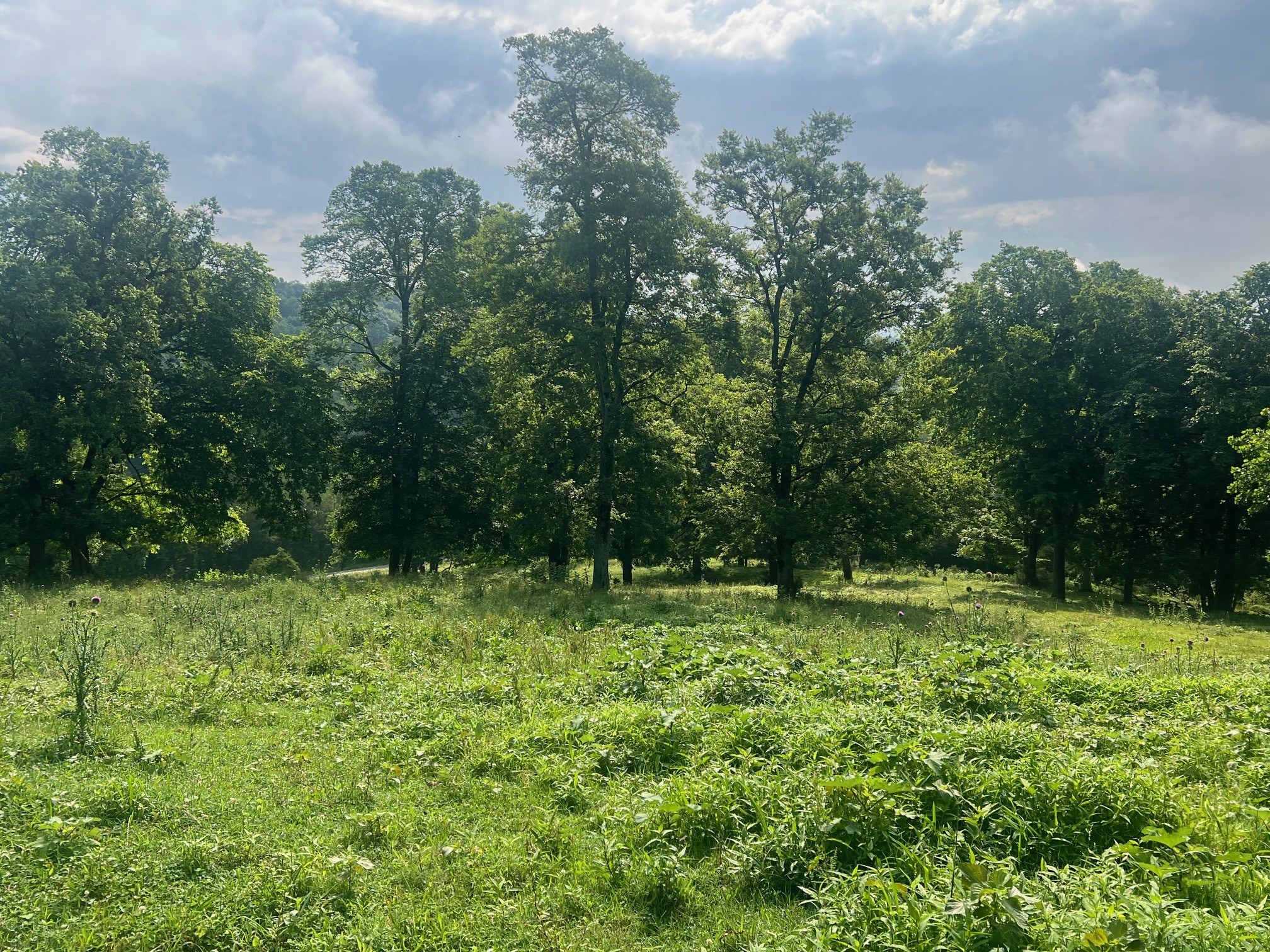 0 Beech Hill Road Pulaski, TN 38478 - Photo 25 of 28