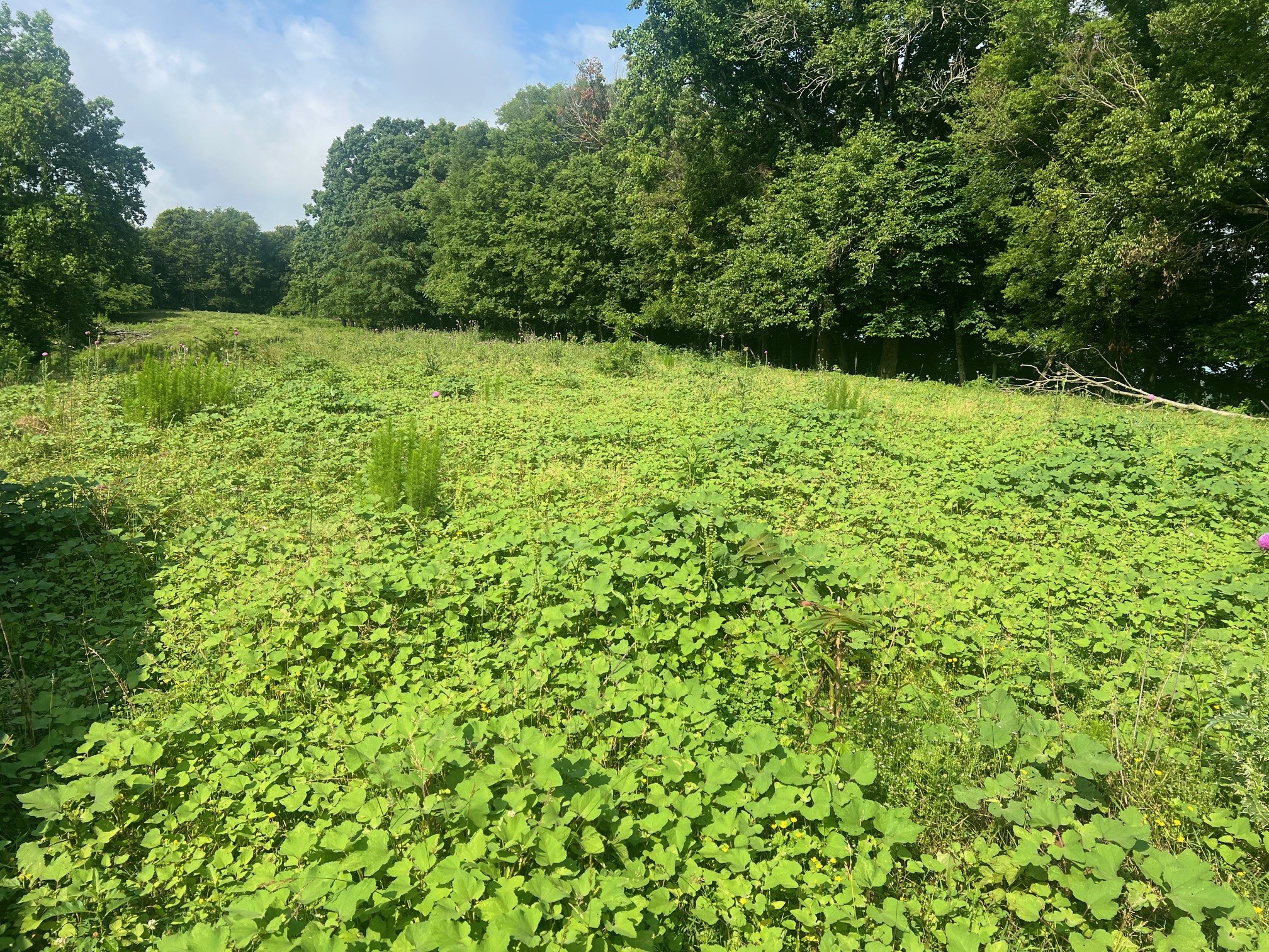 0 Beech Hill Road Pulaski, TN 38478 - Photo 3 of 28