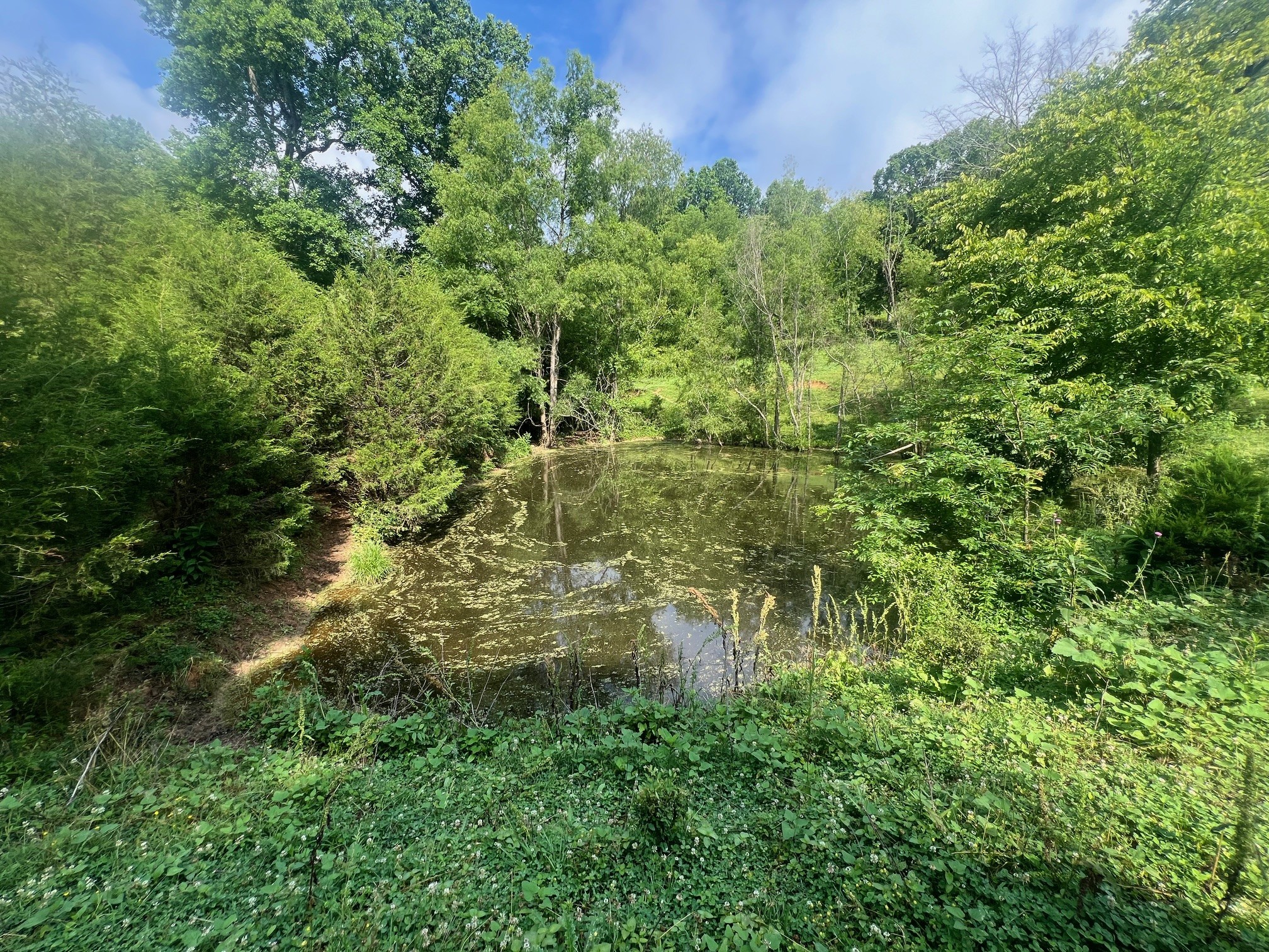 0 Beech Hill Road Pulaski, TN 38478 - Photo 8 of 28