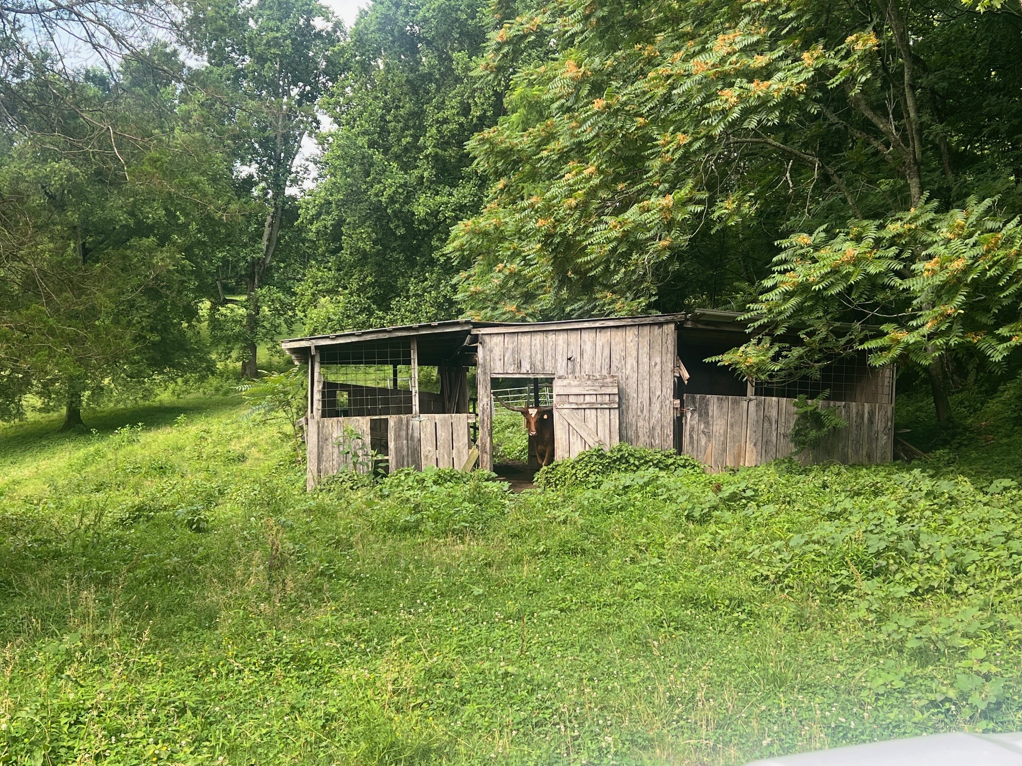 0 Beech Hill Road Pulaski, TN 38478 - Photo 10 of 28