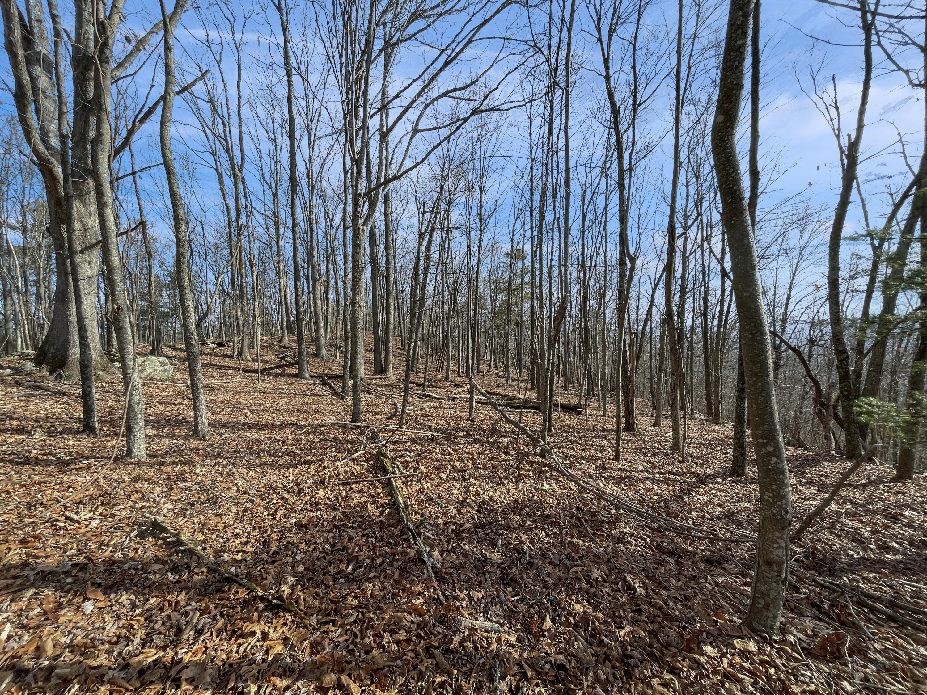 0 Penny Royal Road Pilot, VA 24138 - Photo 1 of 28 a view of outdoor space with trees