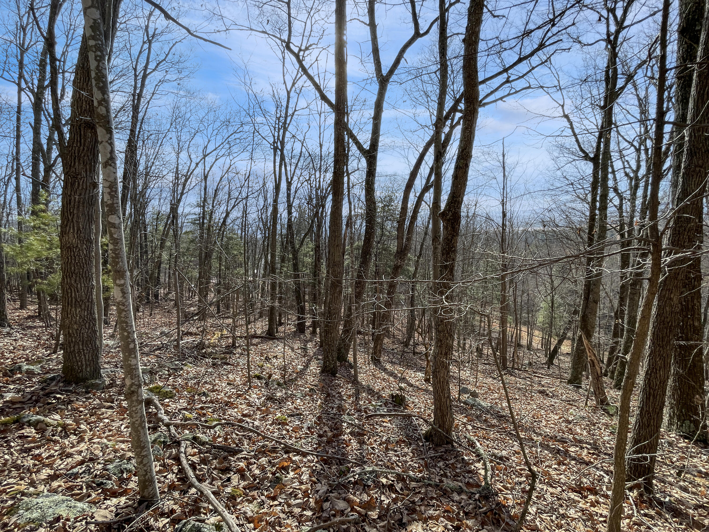 0 Penny Royal Road Pilot, VA 24138 - Photo 11 of 28 a view of a yard with trees in the background