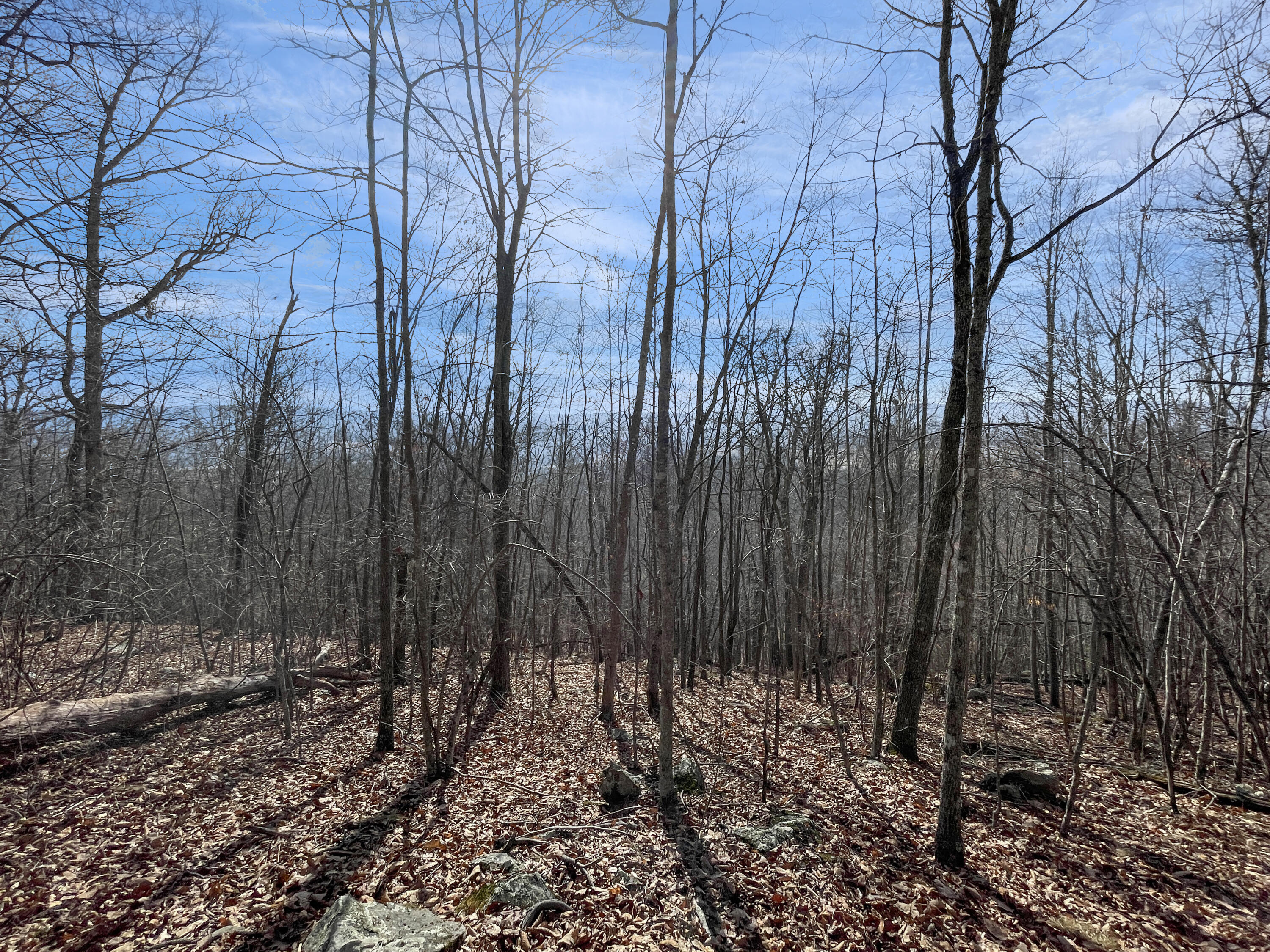0 Penny Royal Road Pilot, VA 24138 - Photo 13 of 28 a view of a backyard with large trees