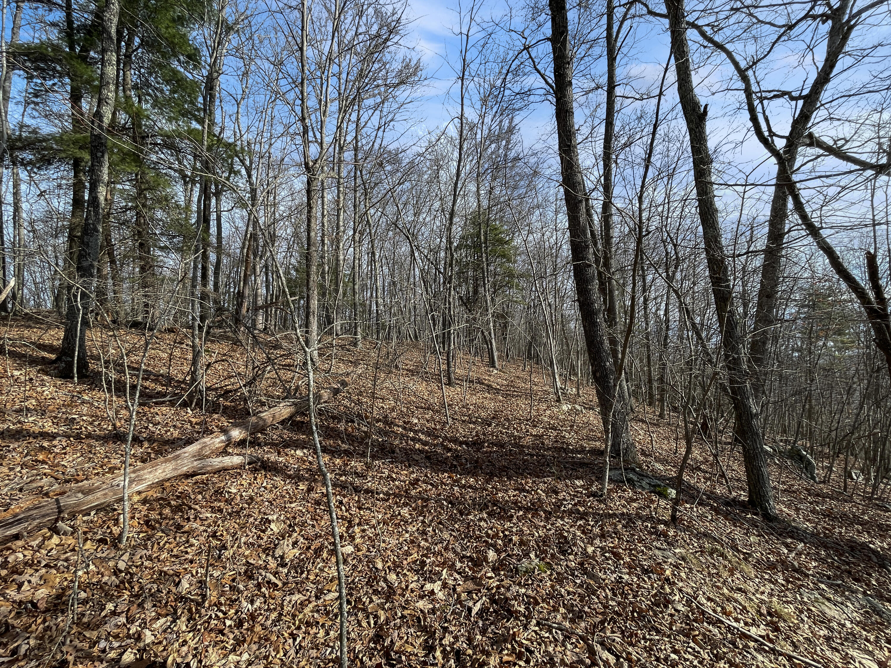 0 Penny Royal Road Pilot, VA 24138 - Photo 15 of 28 a view of a yard with large trees