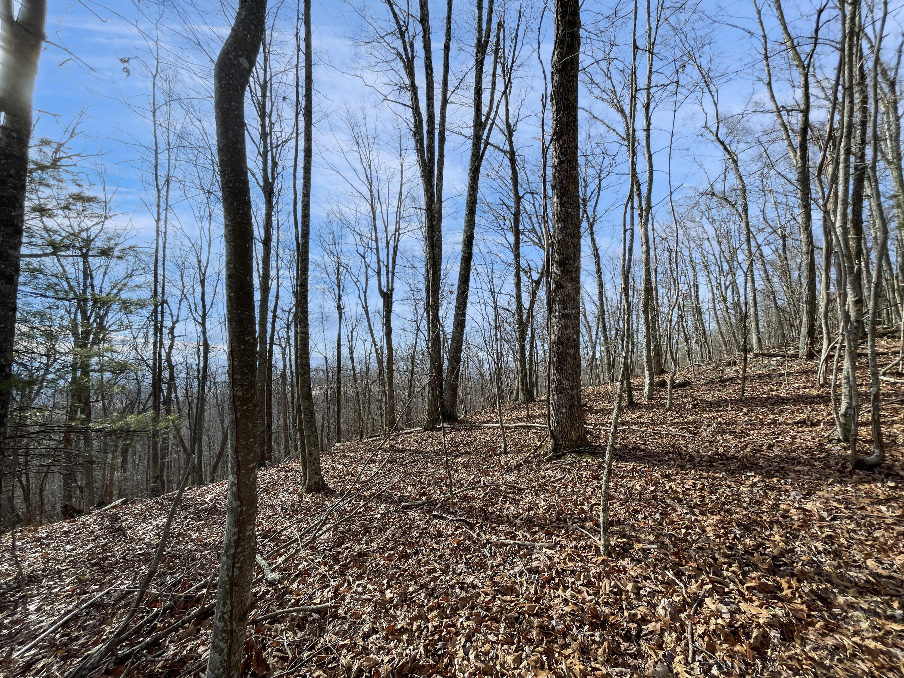 0 Penny Royal Road Pilot, VA 24138 - Photo 19 of 28 a view of a backyard with trees