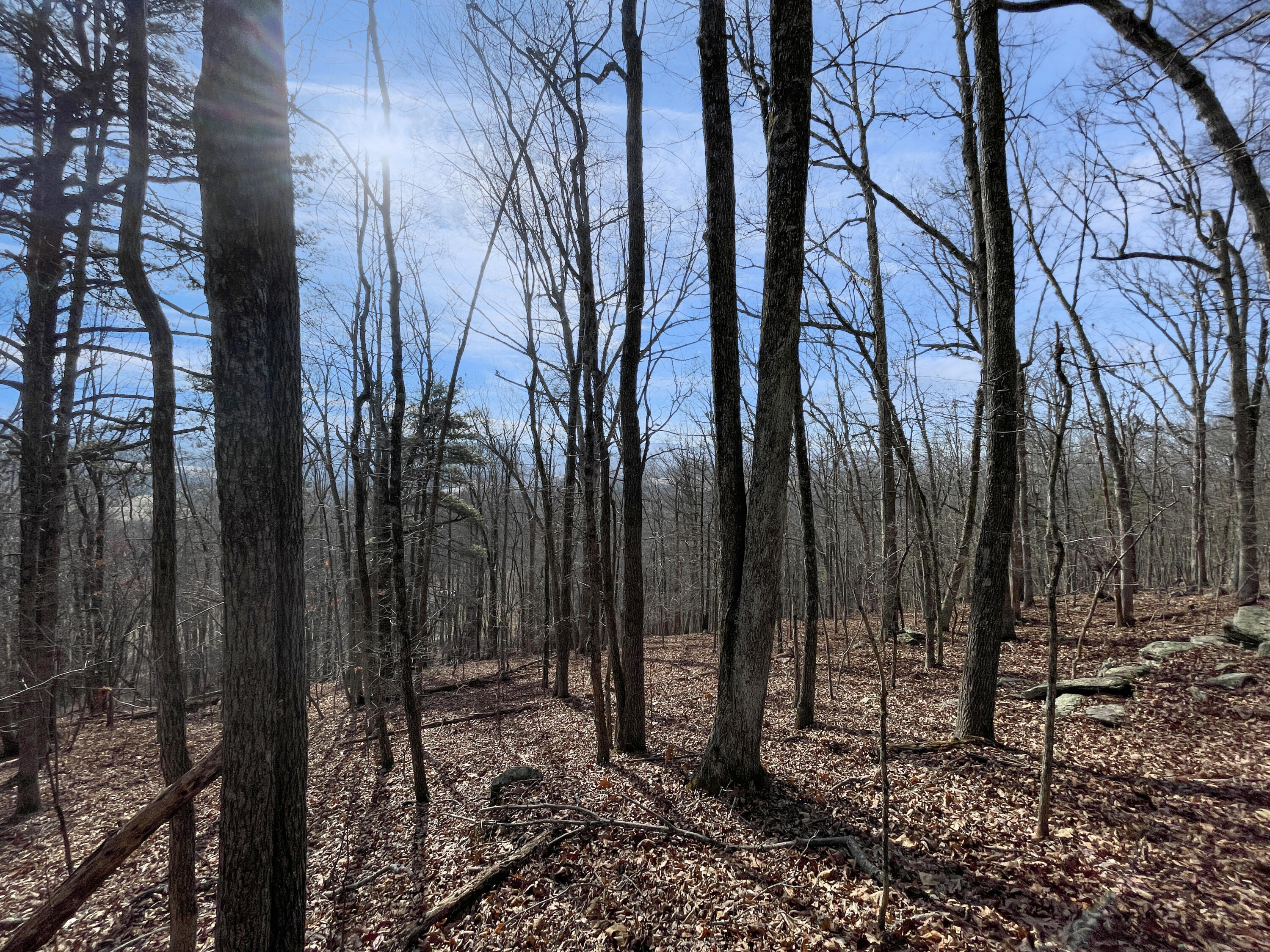 0 Penny Royal Road Pilot, VA 24138 - Photo 22 of 28 a view of a backyard with large trees