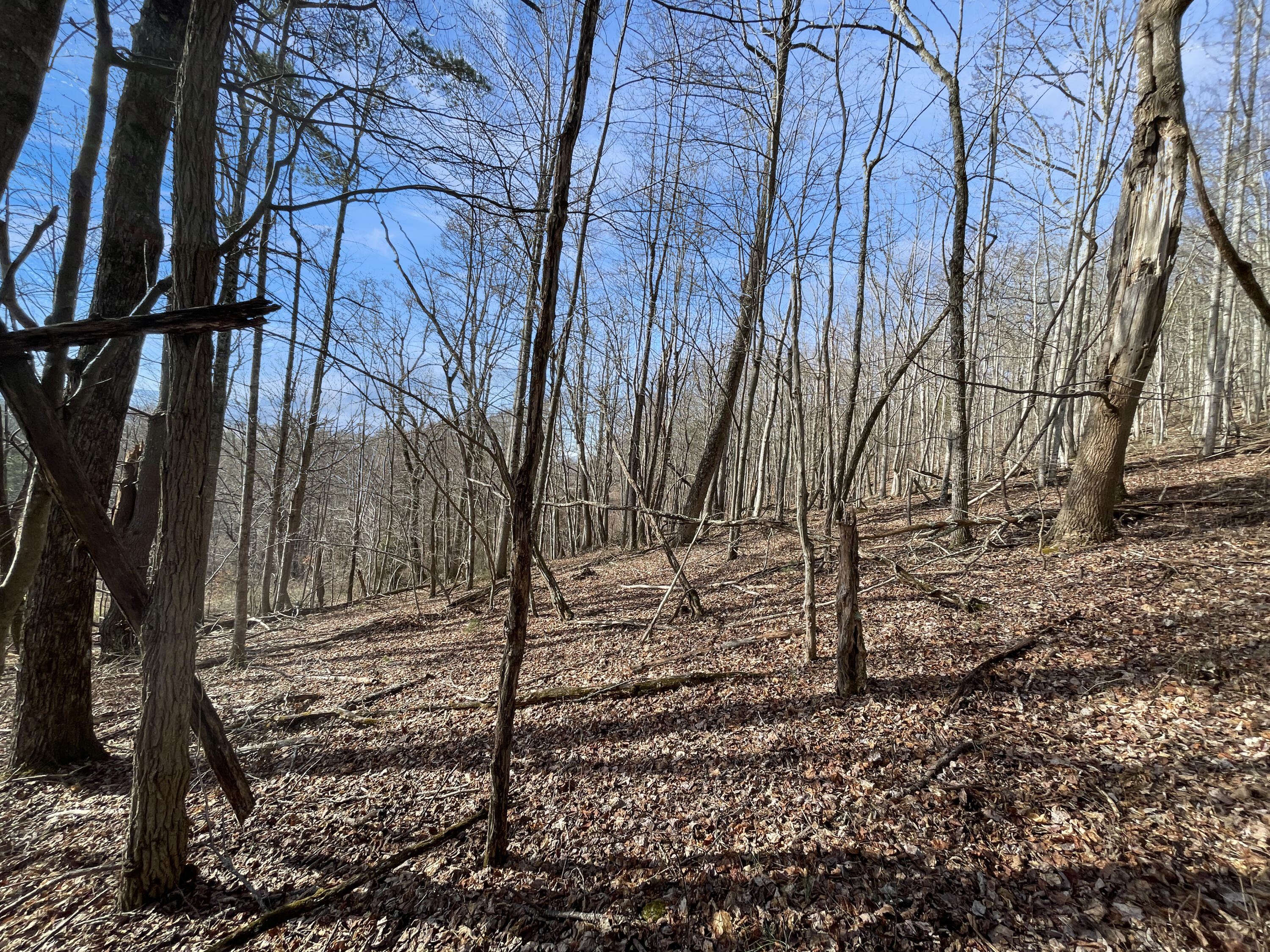 0 Penny Royal Road Pilot, VA 24138 - Photo 24 of 28 a view of a yard with trees