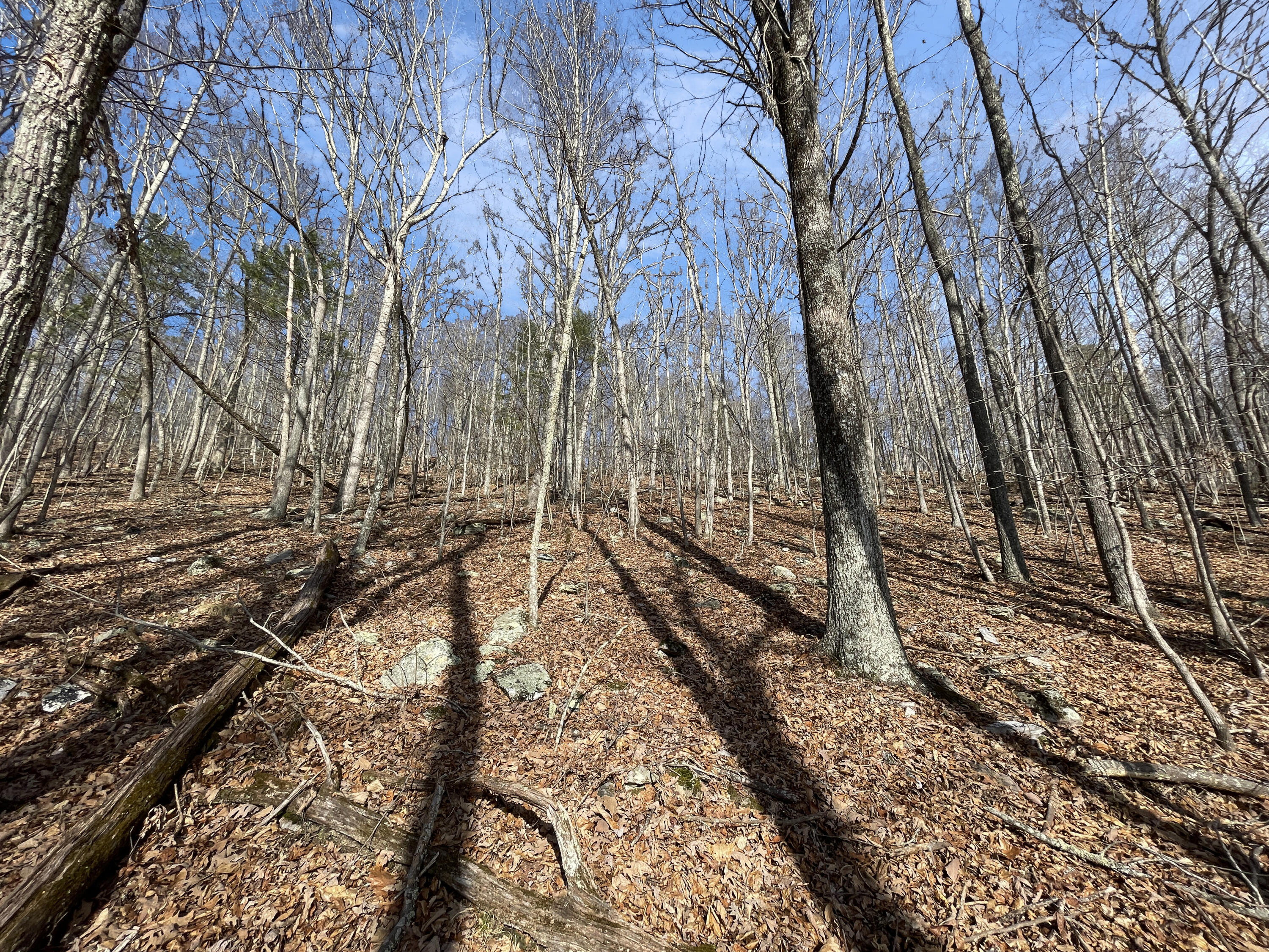 0 Penny Royal Road Pilot, VA 24138 - Photo 26 of 28 a view of a yard