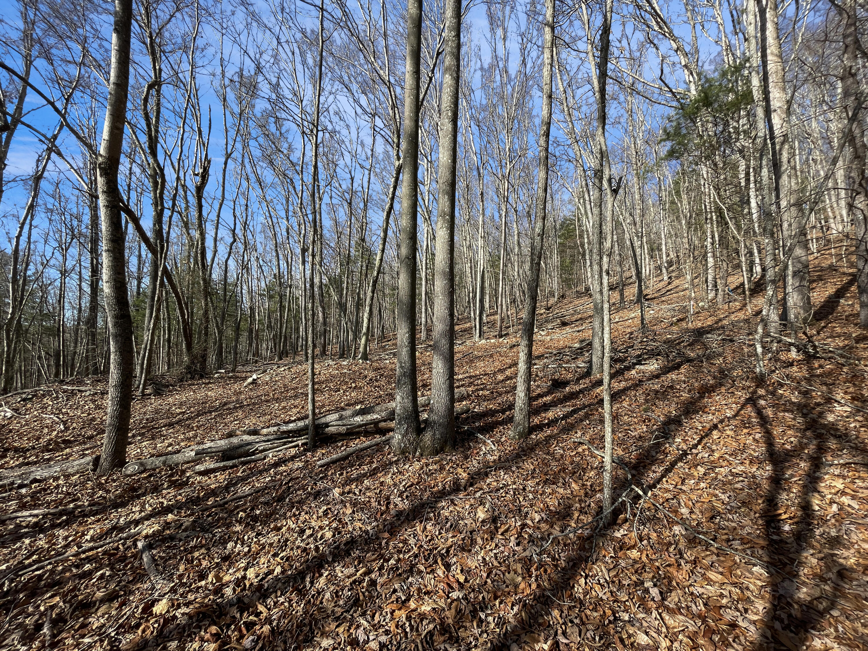 0 Penny Royal Road Pilot, VA 24138 - Photo 28 of 28 a view of a backyard with trees