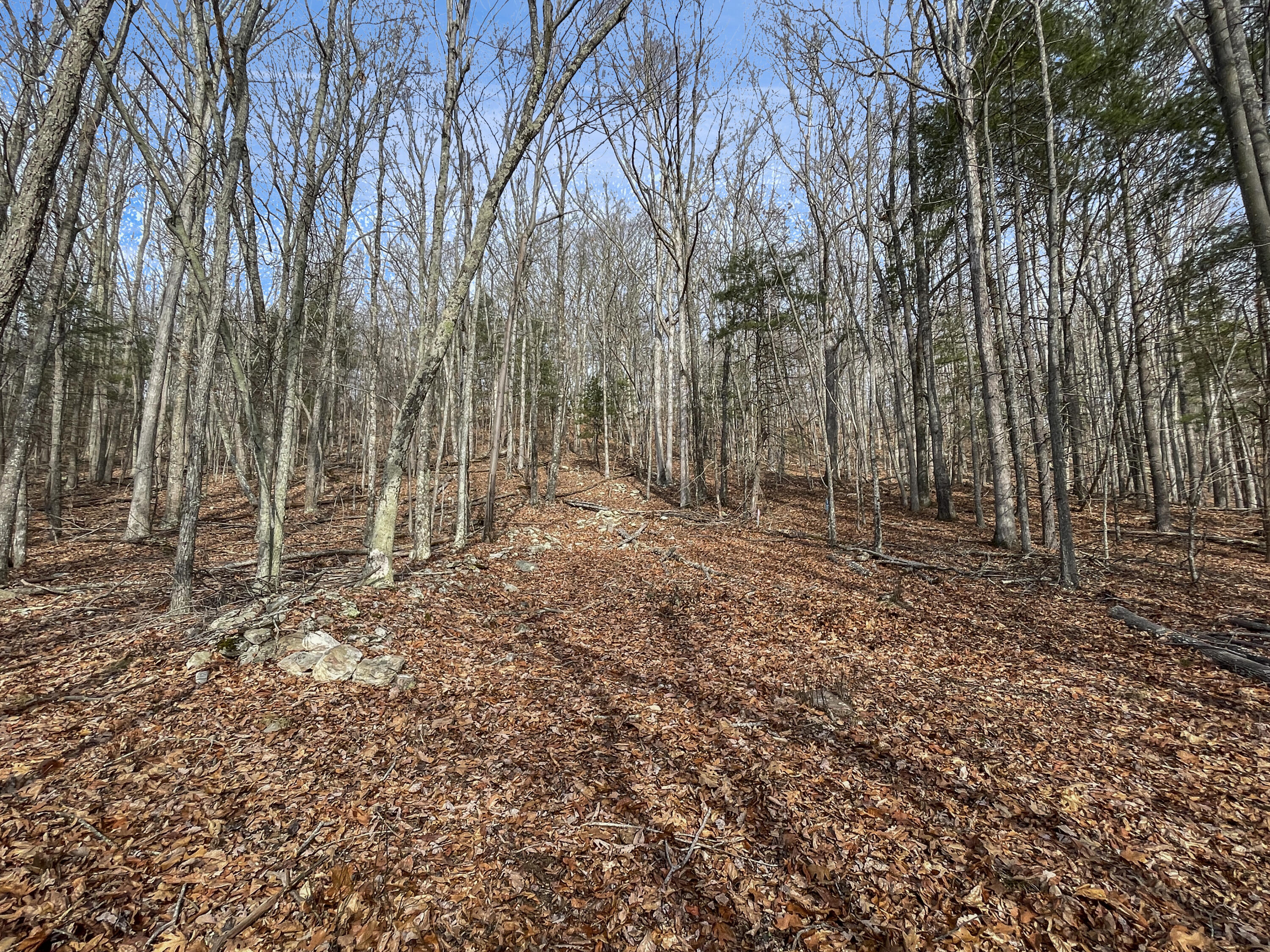 0 Penny Royal Road Pilot, VA 24138 - Photo 6 of 28 a view of outdoor space with trees