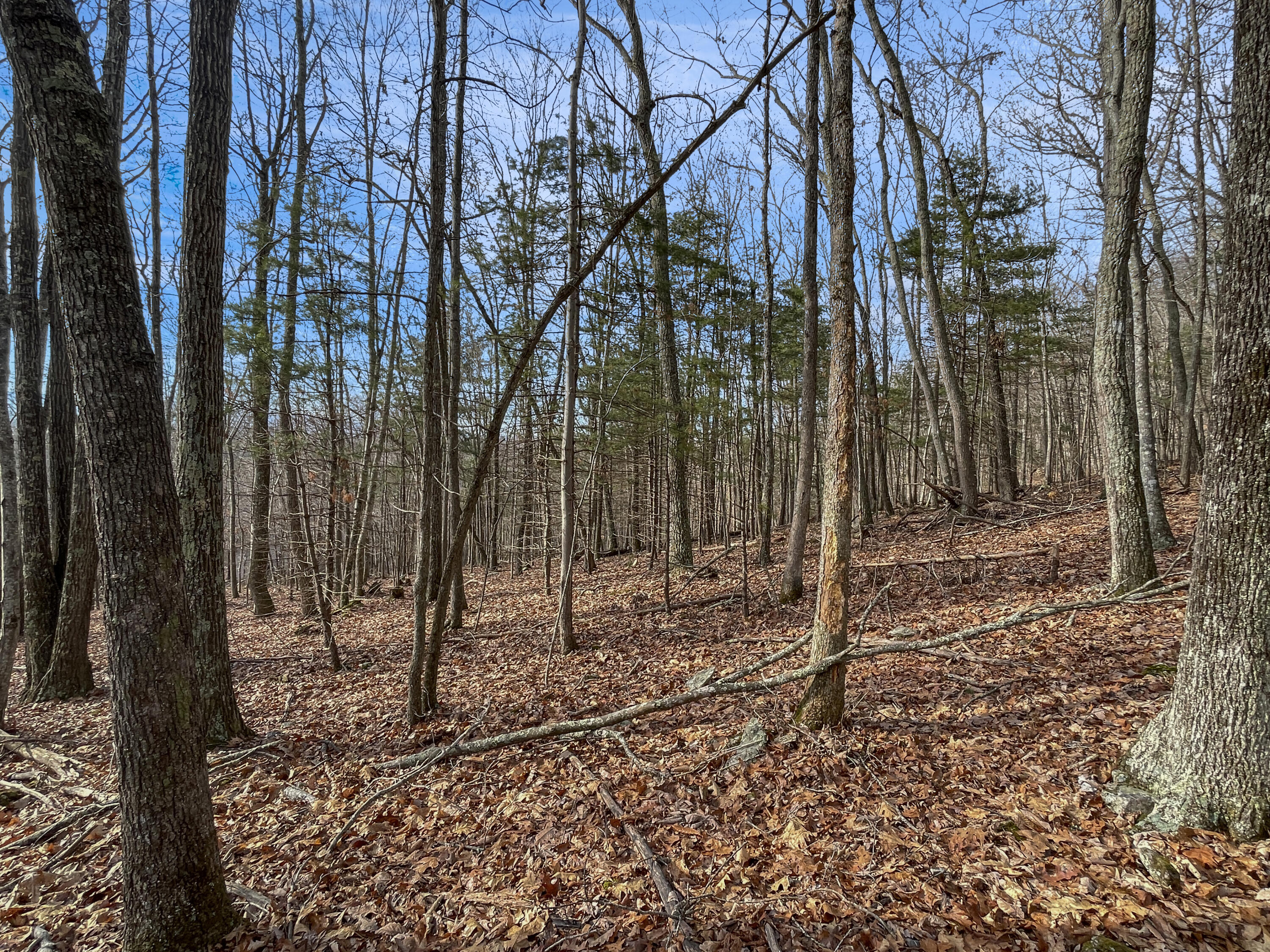 0 Penny Royal Road Pilot, VA 24138 - Photo 8 of 28 a view of a backyard