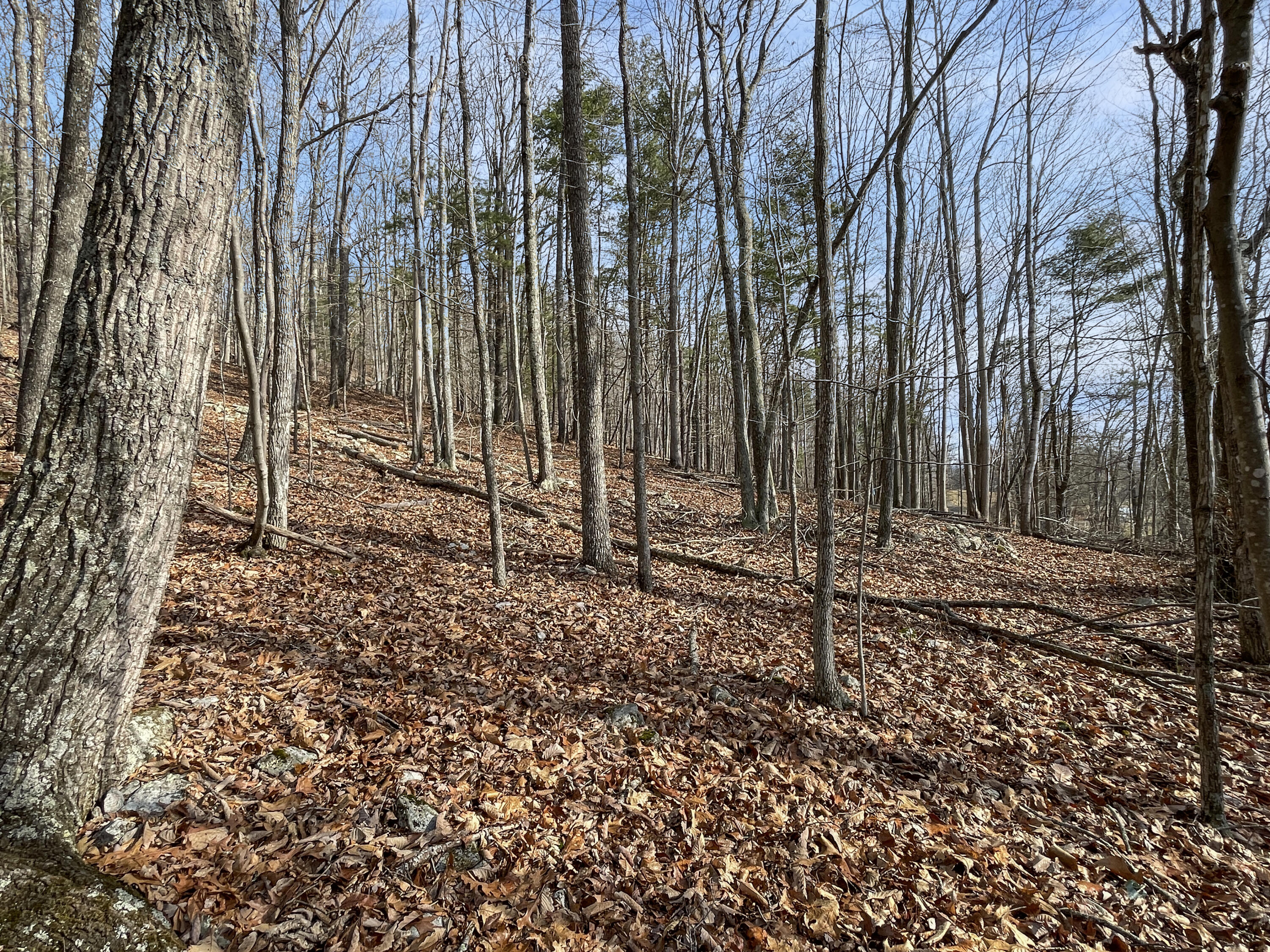0 Penny Royal Road Pilot, VA 24138 - Photo 9 of 28 a view of a backyard