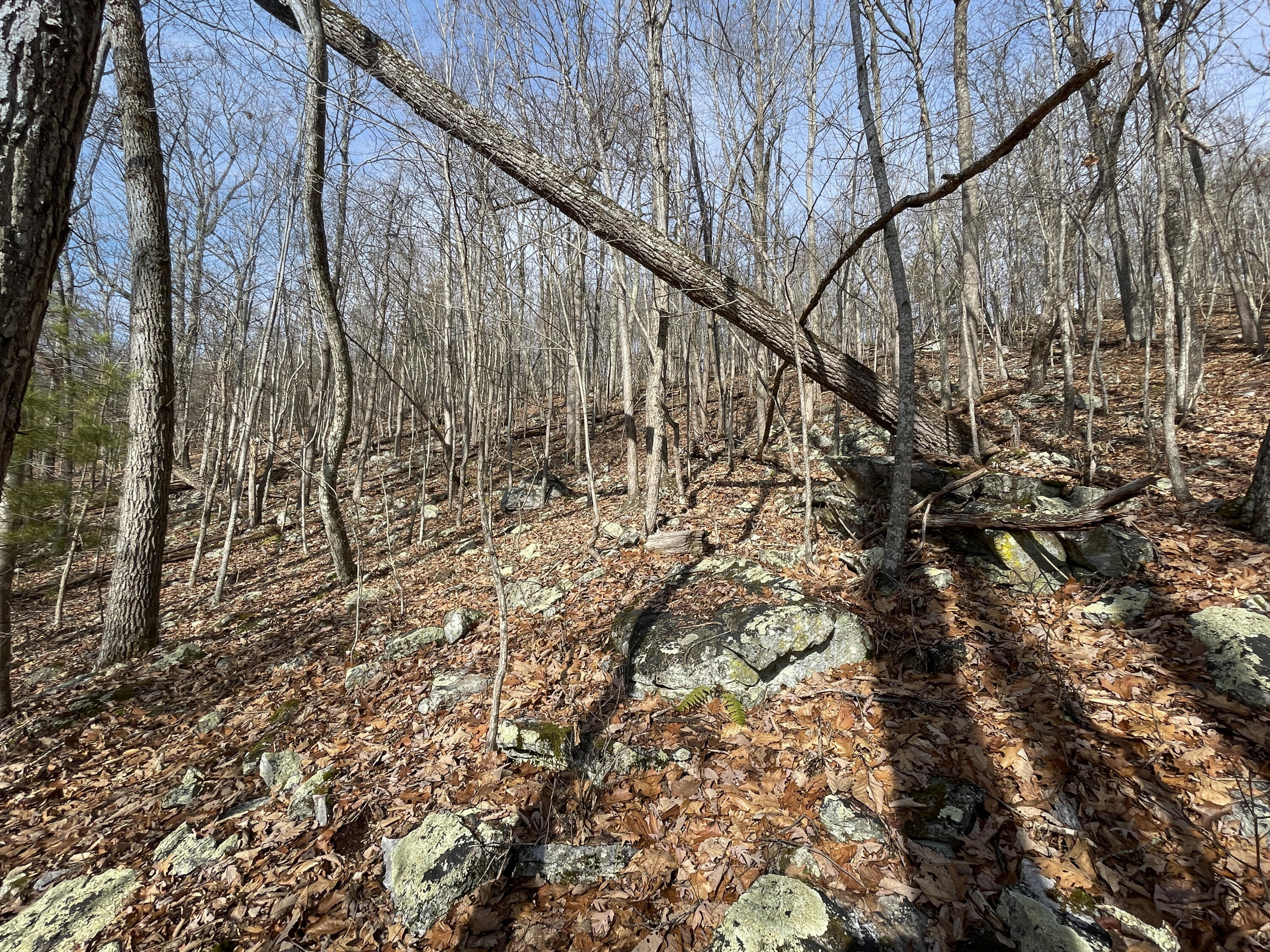 0 Penny Royal Road Pilot, VA 24138 - Photo 10 of 28 a yard with tall trees