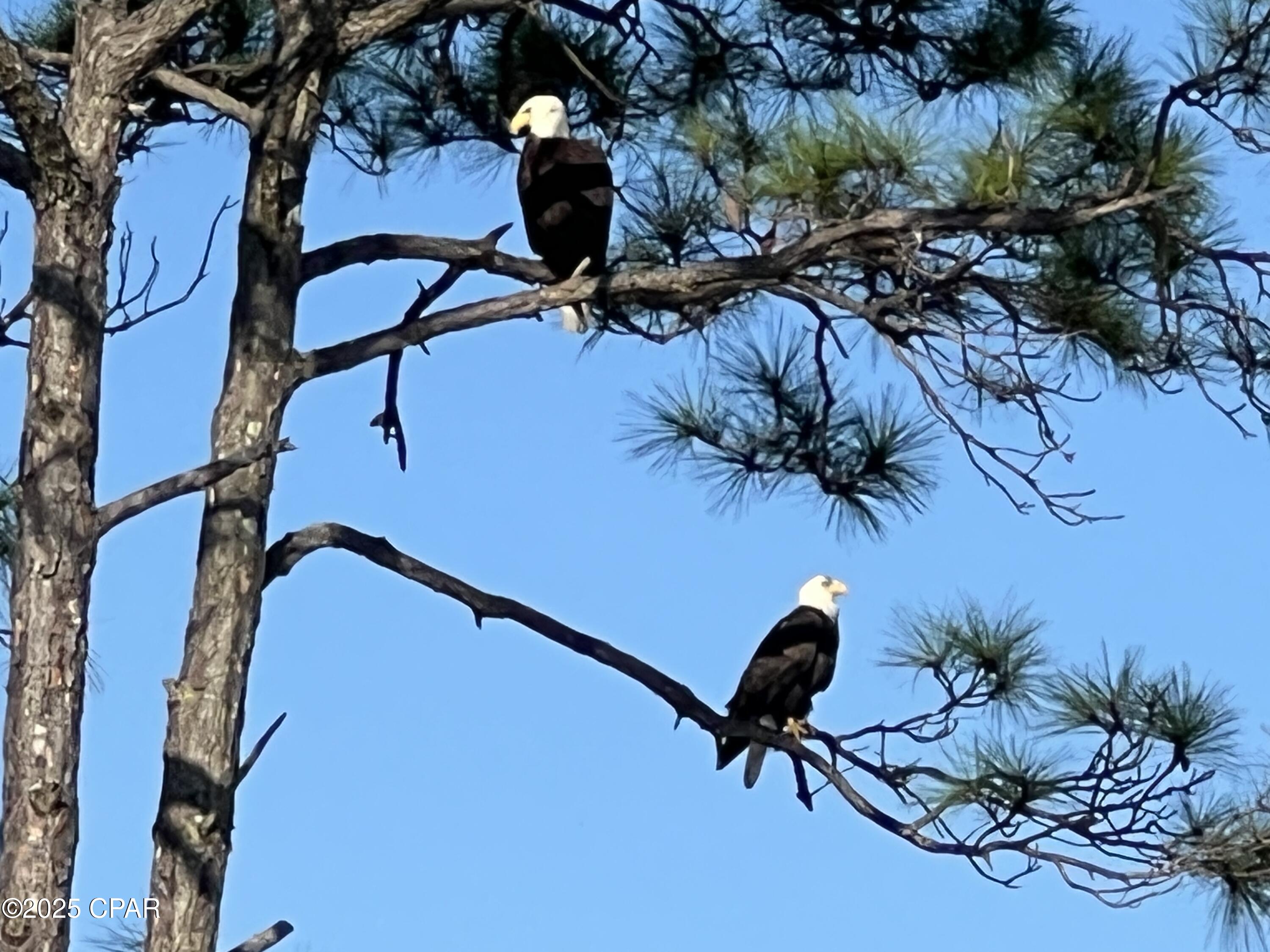 436 Windmark Way Port St. Joe, FL 32456 - Photo 41 of 57