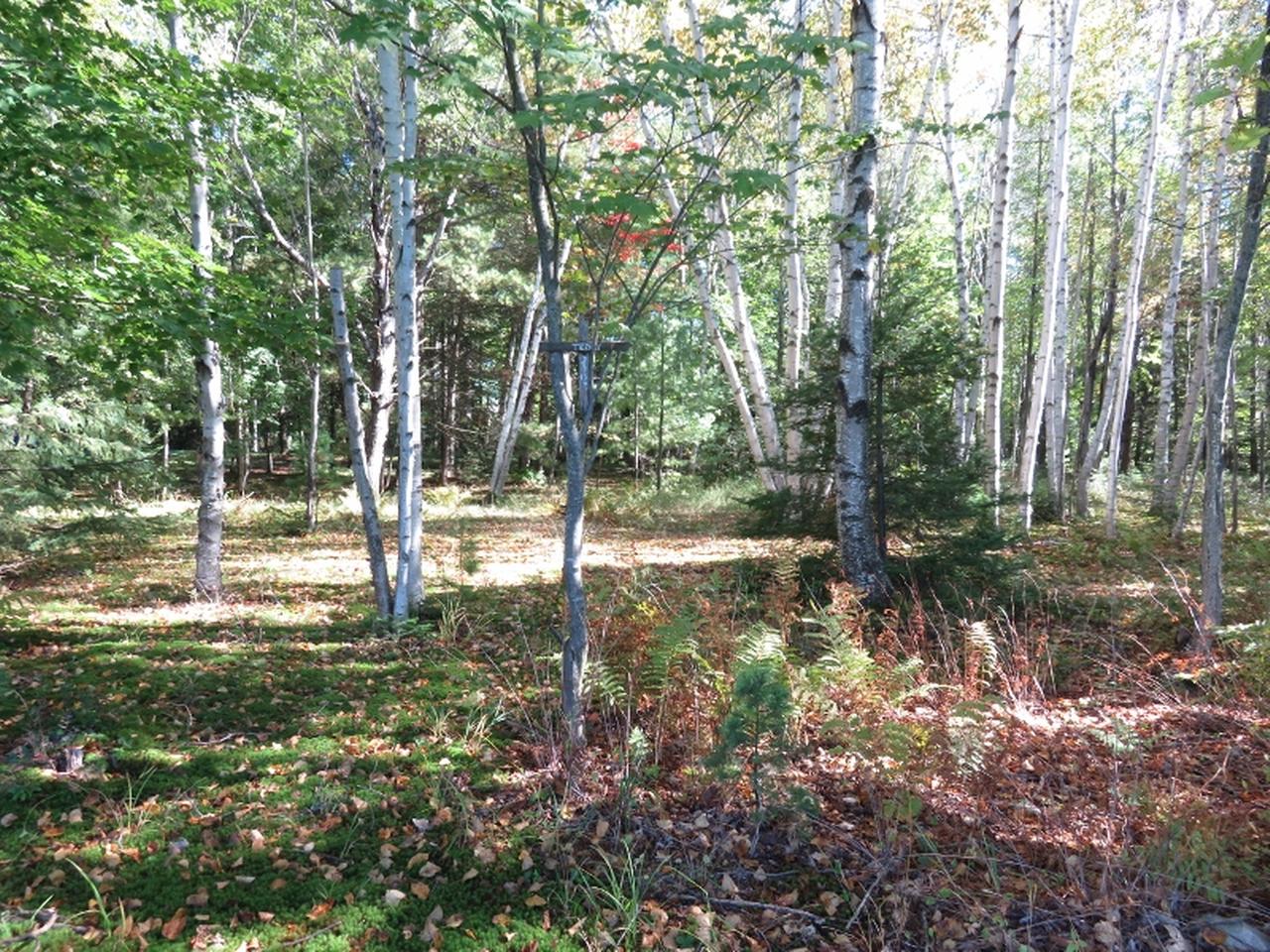 6421 East Big Lake Loop Road Three Lakes, WI 54562 - Photo 9 of 12 Gallery Image 9