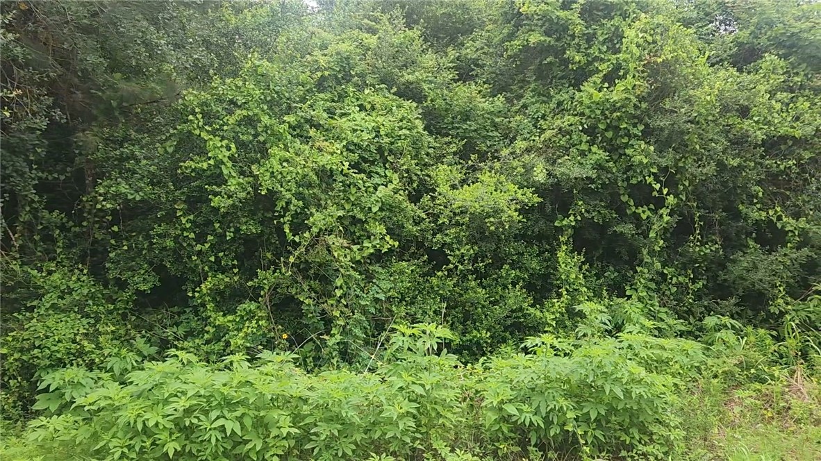 Lot 61 Greenfield Road Hempstead, TX 77445 - Photo 11 of 17 a view of a lush green forest