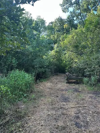 a view of a forest with trees in the background