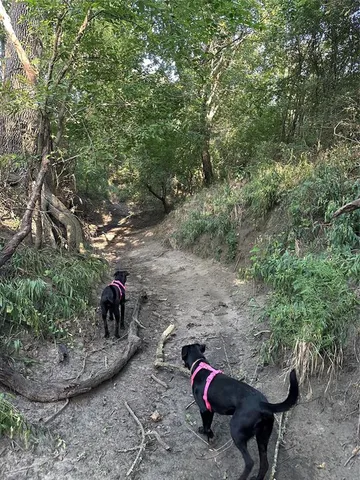 a view of a forest with trees in the background