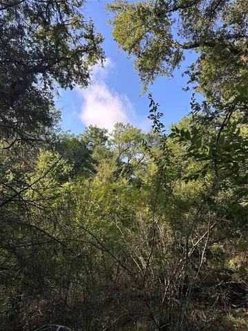 a garden with a tree