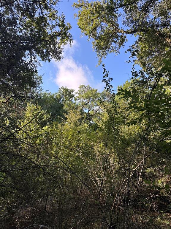 1245 W Groesbeck, TX 76642 - Photo 15 of 16 a view of a tree