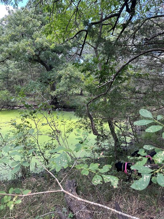1245 W Groesbeck, TX 76642 - Photo 16 of 16 a garden with a tree