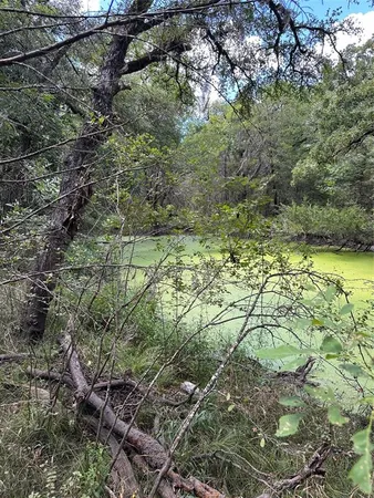 a view of a yard with plants and large trees