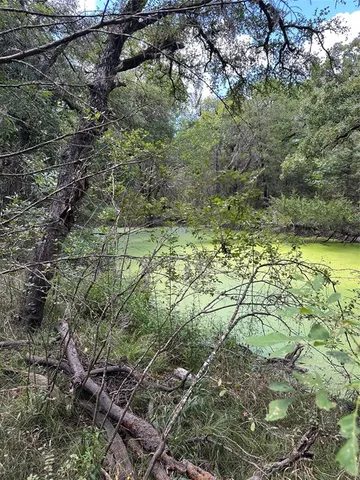 a view of a yard with plants and large trees