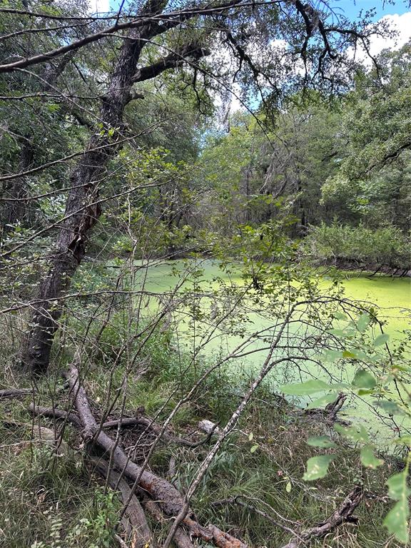 1245 W Groesbeck, TX 76642 - Photo 2 of 16 a view of a yard with plants and large trees