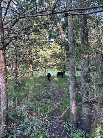 a view of a yard with a tree