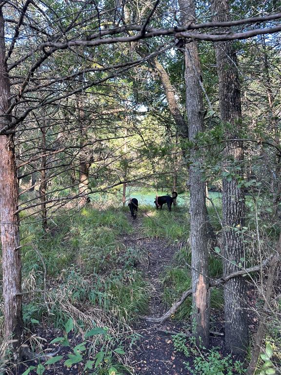 1245 W Groesbeck, TX 76642 - Photo 4 of 16 a view of a yard with a tree