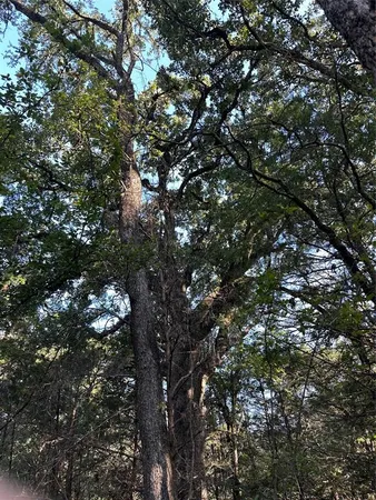 a big yard with lots of green space